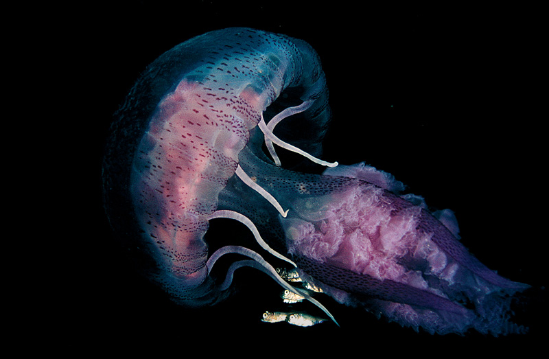 Pelagia noctiluca